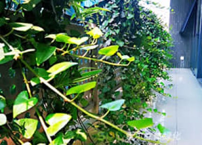 陽臺(tái)花園解決方案