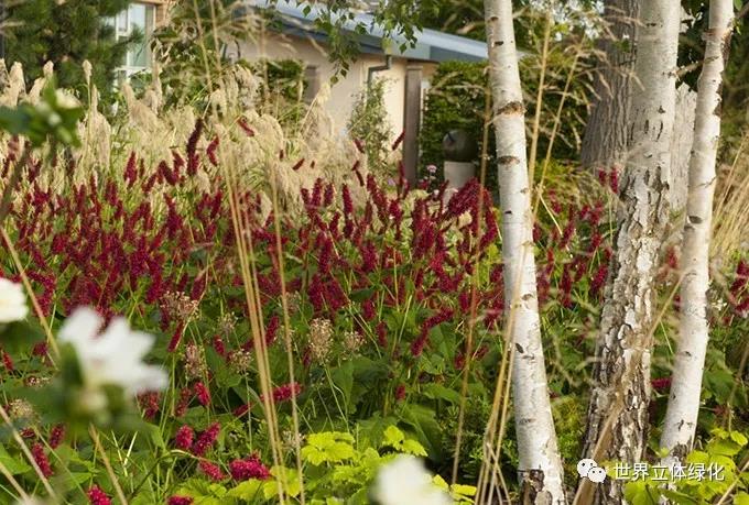 32格拉斯哥伊麗莎白女王大學(xué)醫(yī)院伊麗莎白女王國(guó)家脊柱傷害科花園 (9).jpg